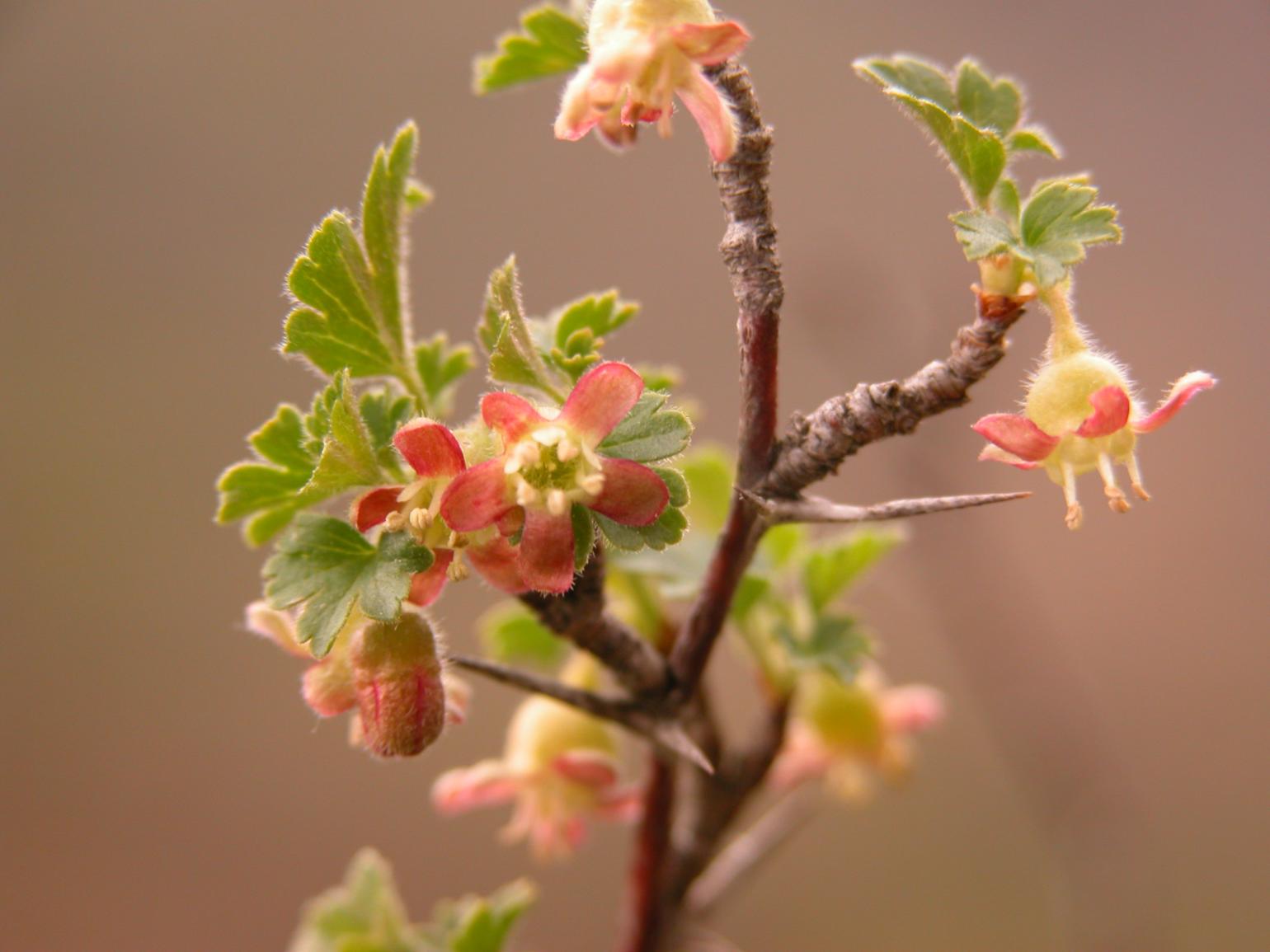 Gooseberry